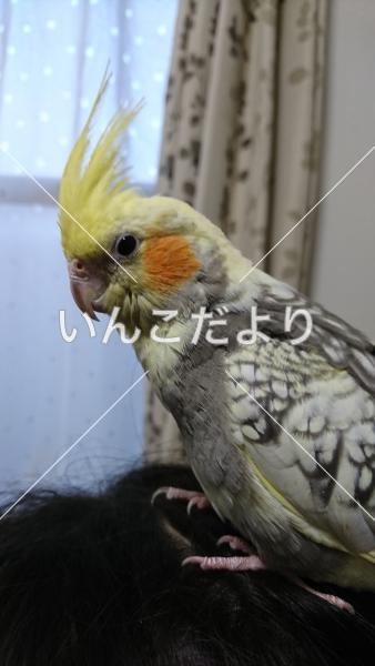 迷い鳥の写真