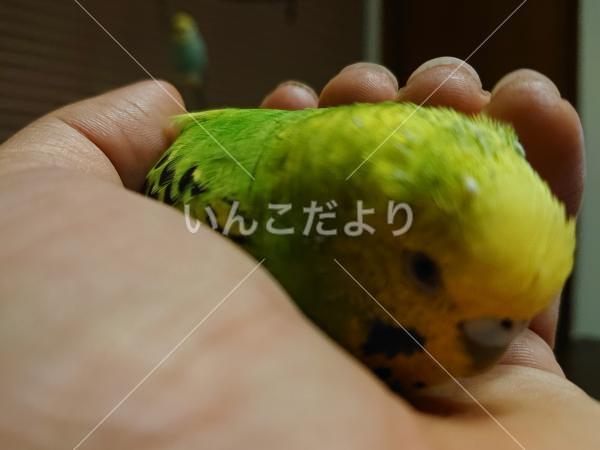 迷い鳥の写真