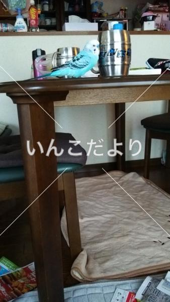 迷い鳥の写真