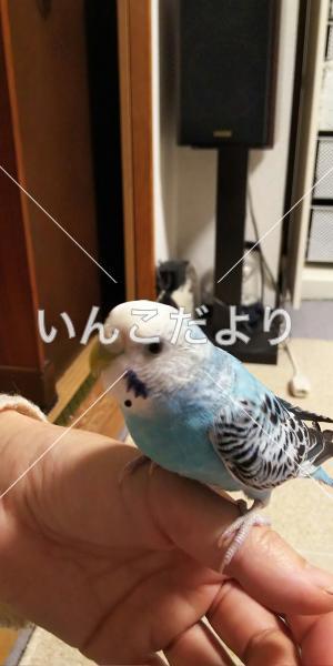 保護鳥の写真