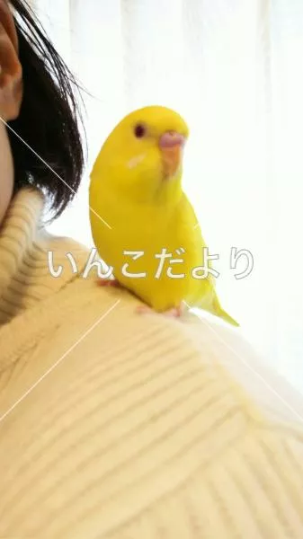 迷い鳥の写真