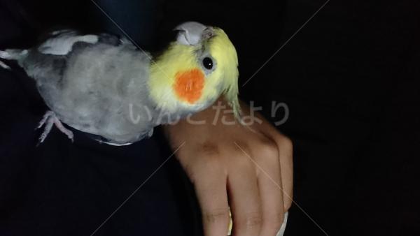 迷い鳥の写真