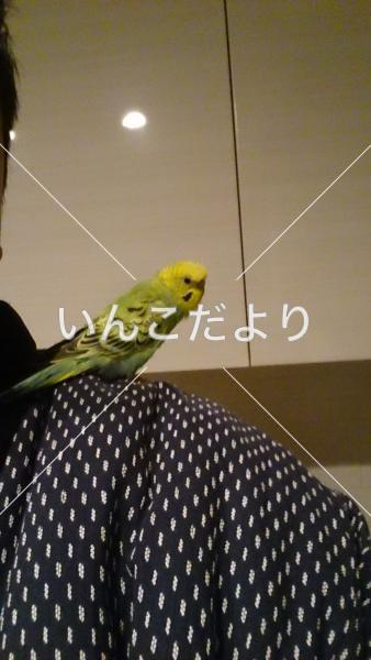 迷い鳥の写真