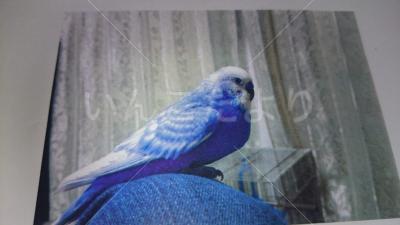 迷い鳥の写真