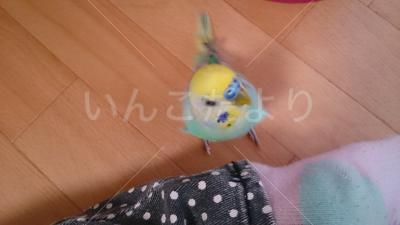 迷い鳥の写真