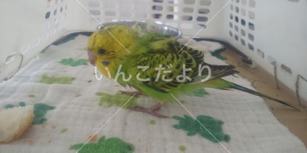 保護鳥の写真