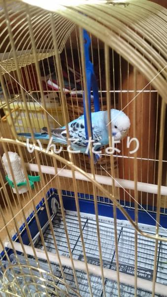 保護鳥の写真