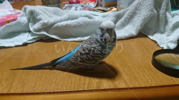 保護鳥の写真
