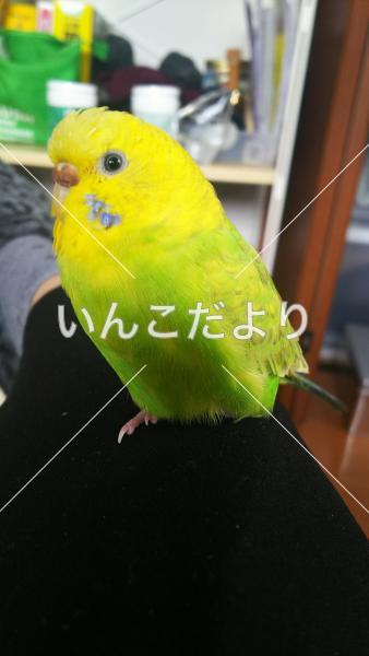 迷い鳥の写真