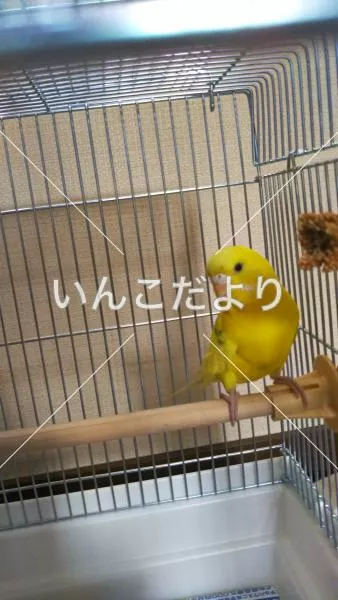 保護鳥の写真