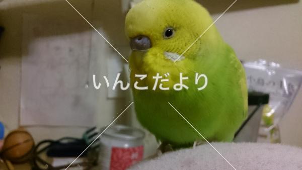 迷い鳥の写真