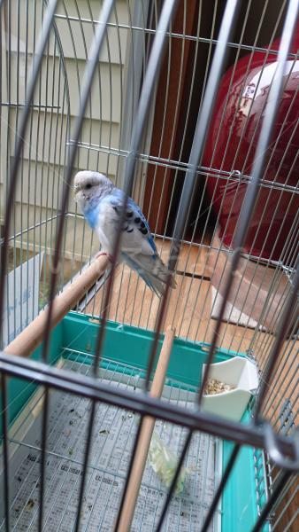 保護鳥の写真