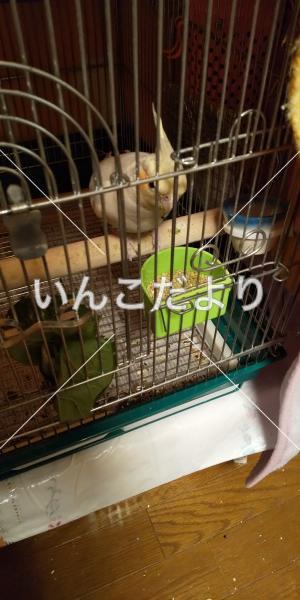 保護鳥の写真