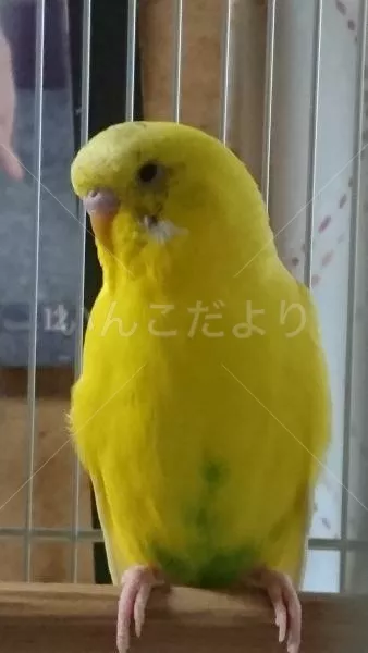 保護鳥の写真