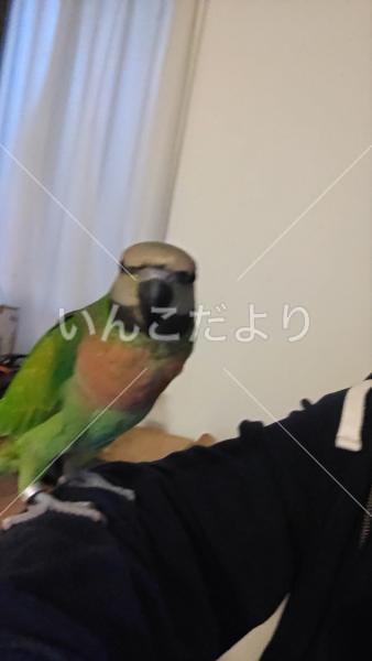 迷い鳥の写真