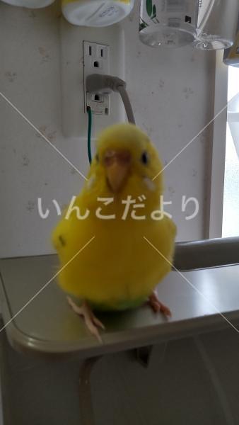 迷い鳥の写真