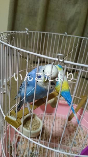 迷い鳥の写真