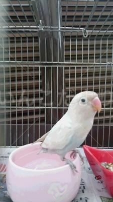 保護鳥の写真