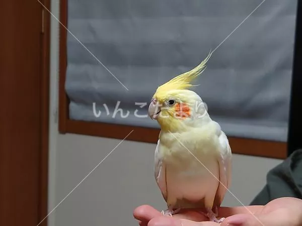 保護鳥の写真