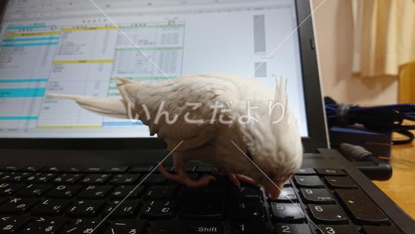 迷い鳥の写真