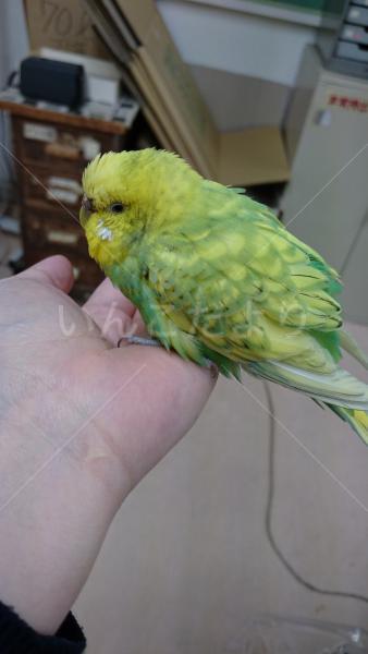 保護鳥の写真