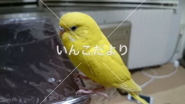 保護鳥の写真