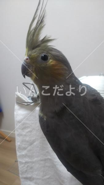迷い鳥の写真