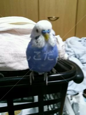 保護鳥の写真