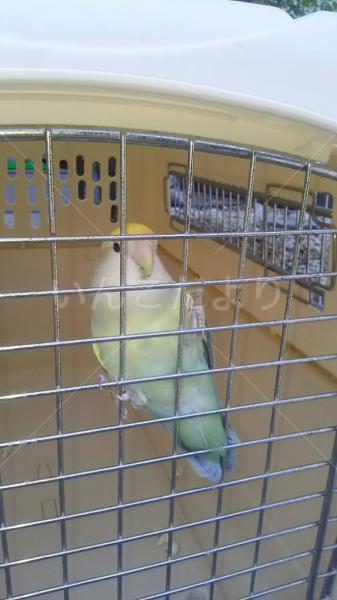保護鳥の写真