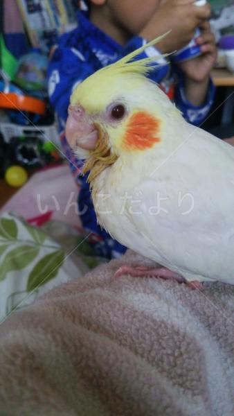 迷い鳥の写真