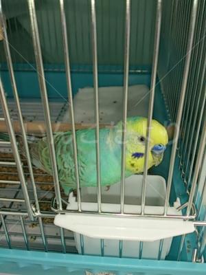 保護鳥の写真