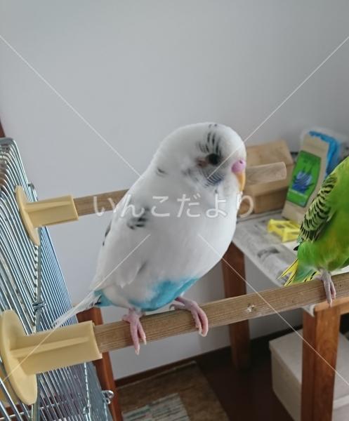 迷い鳥の写真