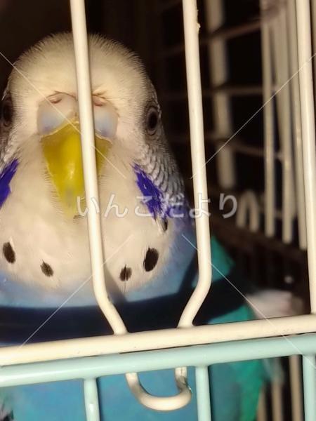 保護鳥の写真