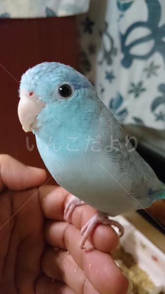 迷い鳥の写真