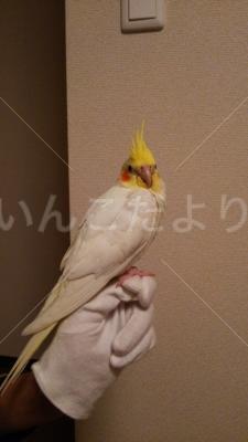 迷い鳥の写真