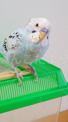 迷い鳥の写真