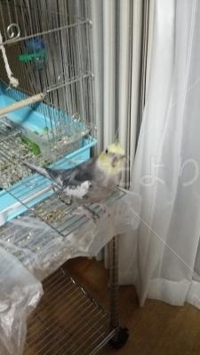 迷い鳥の写真