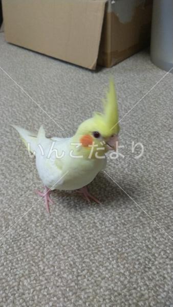 迷い鳥の写真