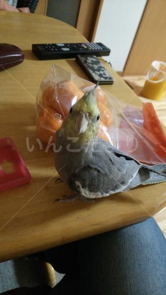迷い鳥の写真