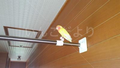 迷い鳥の写真
