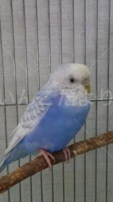 保護鳥の写真