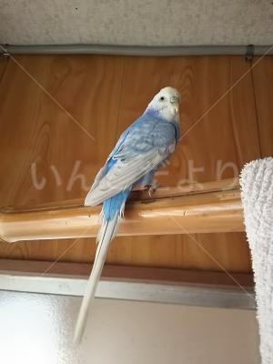 保護鳥の写真