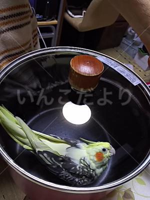 迷い鳥の写真