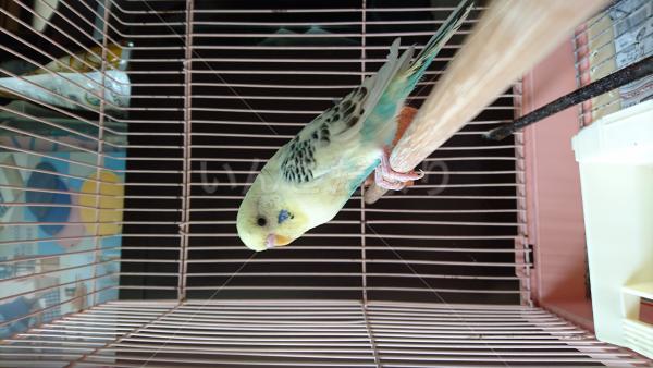 保護鳥の写真