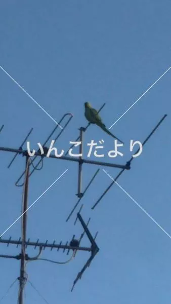 迷い鳥の写真