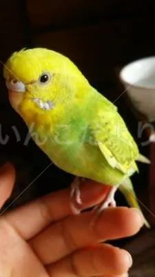 保護鳥の写真