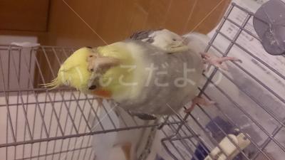 迷い鳥の写真