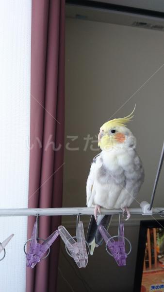 迷い鳥の写真