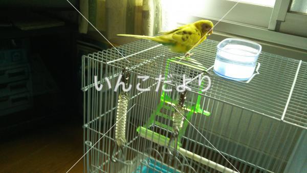迷い鳥の写真