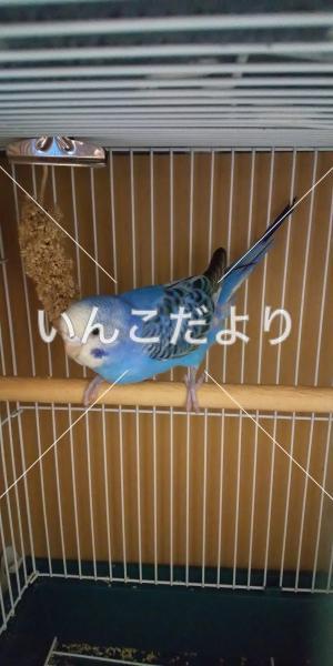 迷い鳥の写真